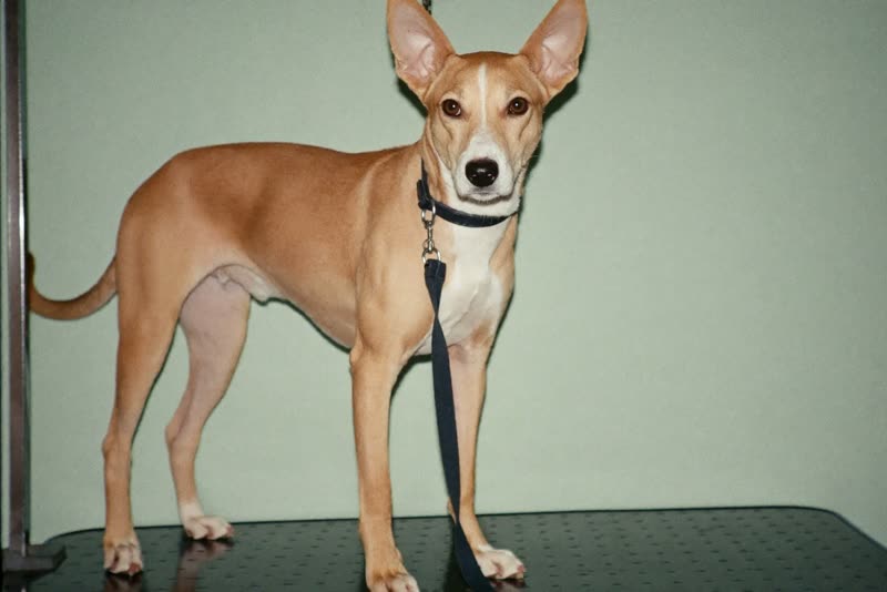 A dog standing calmly on the grooming table