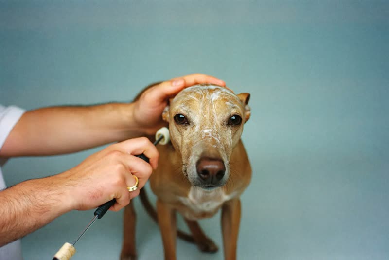 A dog being shampooed, groomer's hands in frame