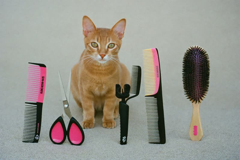 Grooming brushes, comb and scissors laid out