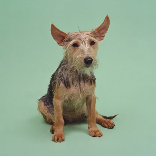 A small terrier just out of the bath