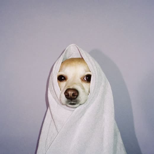 A small dog wrapped in a towel after its bath